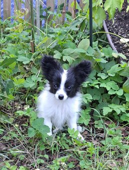 Papillon s PP - 3