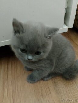 Britský modrý kocourek - 3