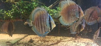 ‼️🔥Wild Nhamunda Heckel🔥‼️ - 3