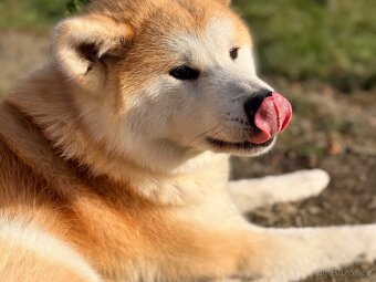 Akita Inu - 3