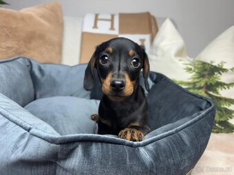 Jezevčík hladkosrstý trpasličí bez PP - 3