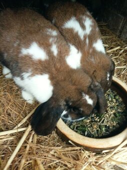 Prodám zakrslé berany durynské strakaté - 3