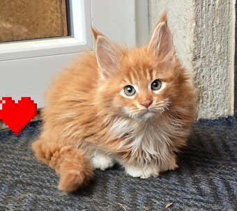 Mainská mývalí - 3