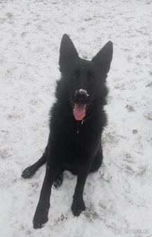 Prodám štěňata Německého ovčáka - 3