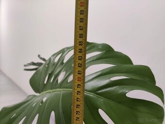Monstera Olomouc - 3