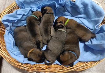 Bulmastif/ Bullmastiff s PP - 3