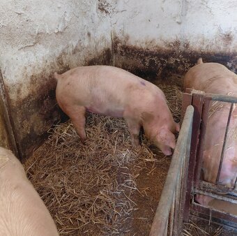 Vykrmené prase - 3