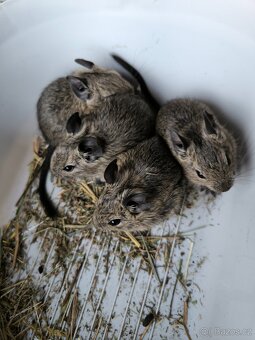 Osmák degu - 3