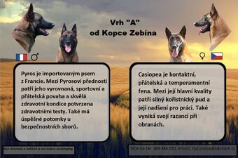 Belgický ovčák malinois s PP - 3