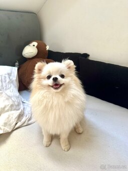 Pomeranian mini připuštění - 3