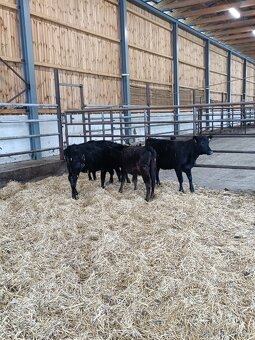 Aberdeen Angus jalovičky - 3