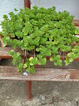Půdopokryvné trsy rozchodníku (sedum) - 3