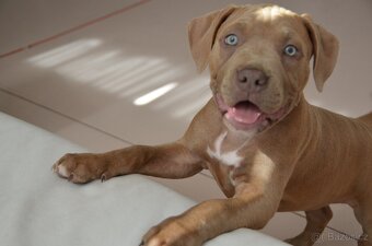 American bully - ch.s. Family Muscle Bullies - 3