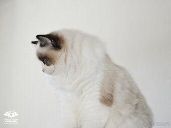 Ragdoll s PP přátelská kočička - 3