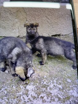 Německý ovčák - 3