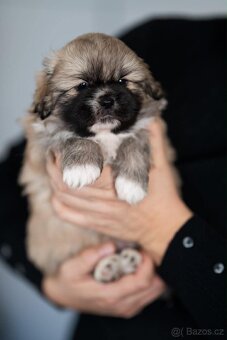 Tibetský španěl - 3