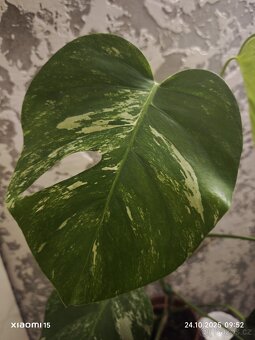 Monstera deliciosa alba - 3
