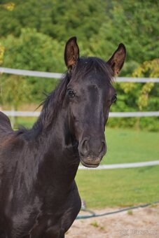 Lusitano černý hřebeček 2025 - 3