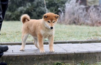Shiba inu s PP - 3
