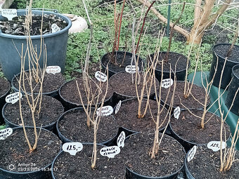 Moruše černá a bílá - 3