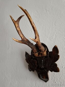 Prodám paroží - 3