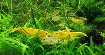 Krevetky neocaridina - 3