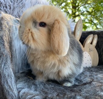 ❤️❤️Nádherná miminka Minilop Kralicek Beránek - 3
