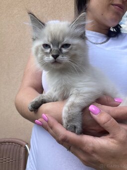 Ragdoll bez Pp - 3