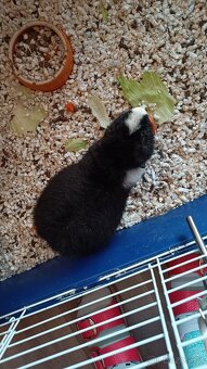 2 morčeci kluci americký teddy - 3