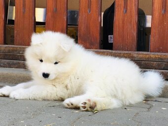 Samojed s PP - 3
