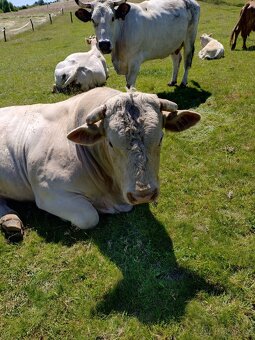Plemenný býk charolais - 3