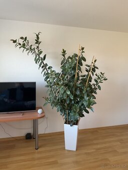 Vzrostlý fíkus (Ficus elastica) 230 cm - 3