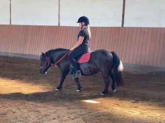 Shetland pony klisna s PP - 3