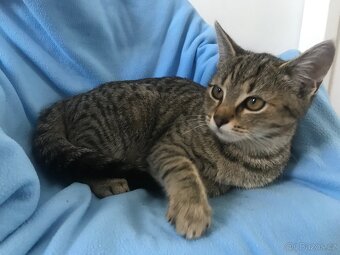 Daruji koťata do dobrých rukou. - 3