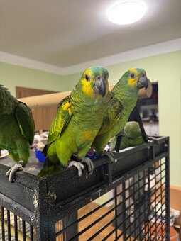 Úplne krotký papoušek Amazoňan modročelý xantopterix - 3