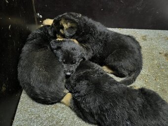 Prodej německý ovčák - 3