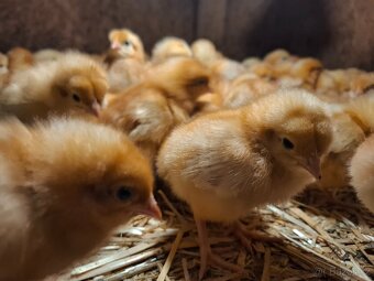 Slepice, nosnice, kuřičky - 3