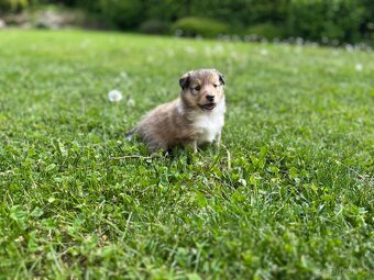 Štěňátko šeltie / sheltie s PP pejsek - 3
