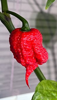 TRINIDAD MORUGA SCORPION Chilli nakládané papričky a salza - 3