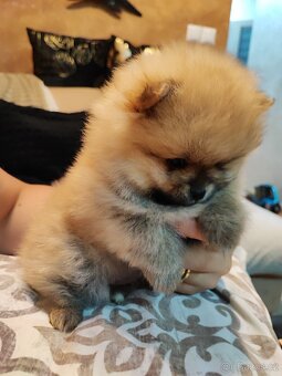 Predám fenku - pomeranian/nemecký špic - 3