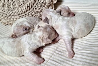 Štěňátka bišonek - bichon frisé s PP - 3