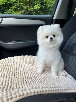 pomeranian - 3