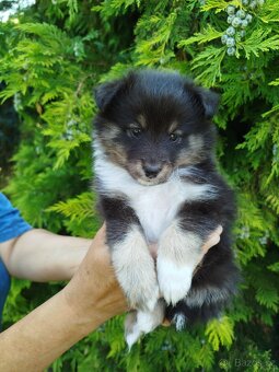 Šeltie / sheltie štěně s PP z Pozdeňské vísky - 3