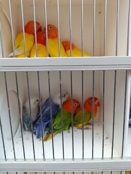 Agapornis fischeri - 3