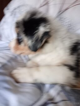 Rezervace Australský ovčák bez PP fenka (modrý obojek) - 3