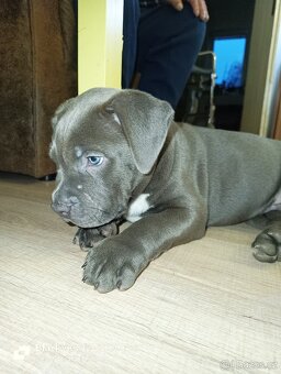 American Bully XL - 3