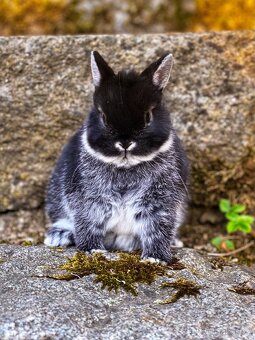 Zakrslý králíček- bílopesíkatý černý s PP - 3