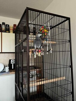 Papoušek Žako Kongo - 3