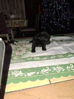 Čivava krátkosrstá - 3