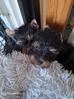 Jorkšírský teriér - 3